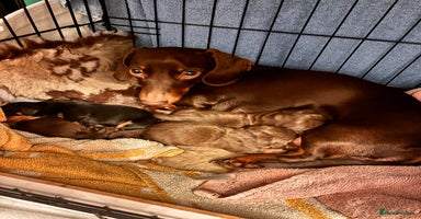 Miniature Dachshund dogs KC Miniature Dachshund puppies - Advert 3