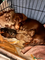 Miniature Dachshund dogs KC Miniature Dachshund puppies - Advert 3