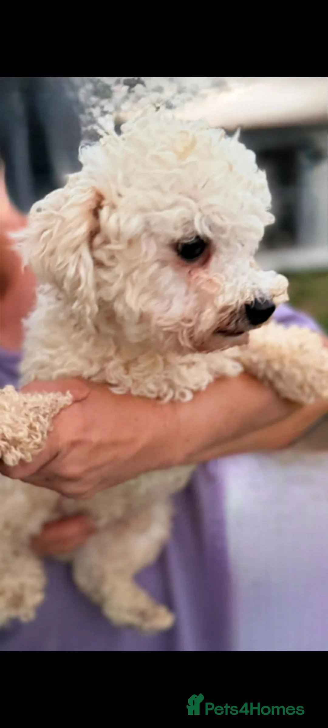 Bichon Frise dogs for adoption: Marshmallow ( mitch) 3kg male in Nottingham - Advert 2