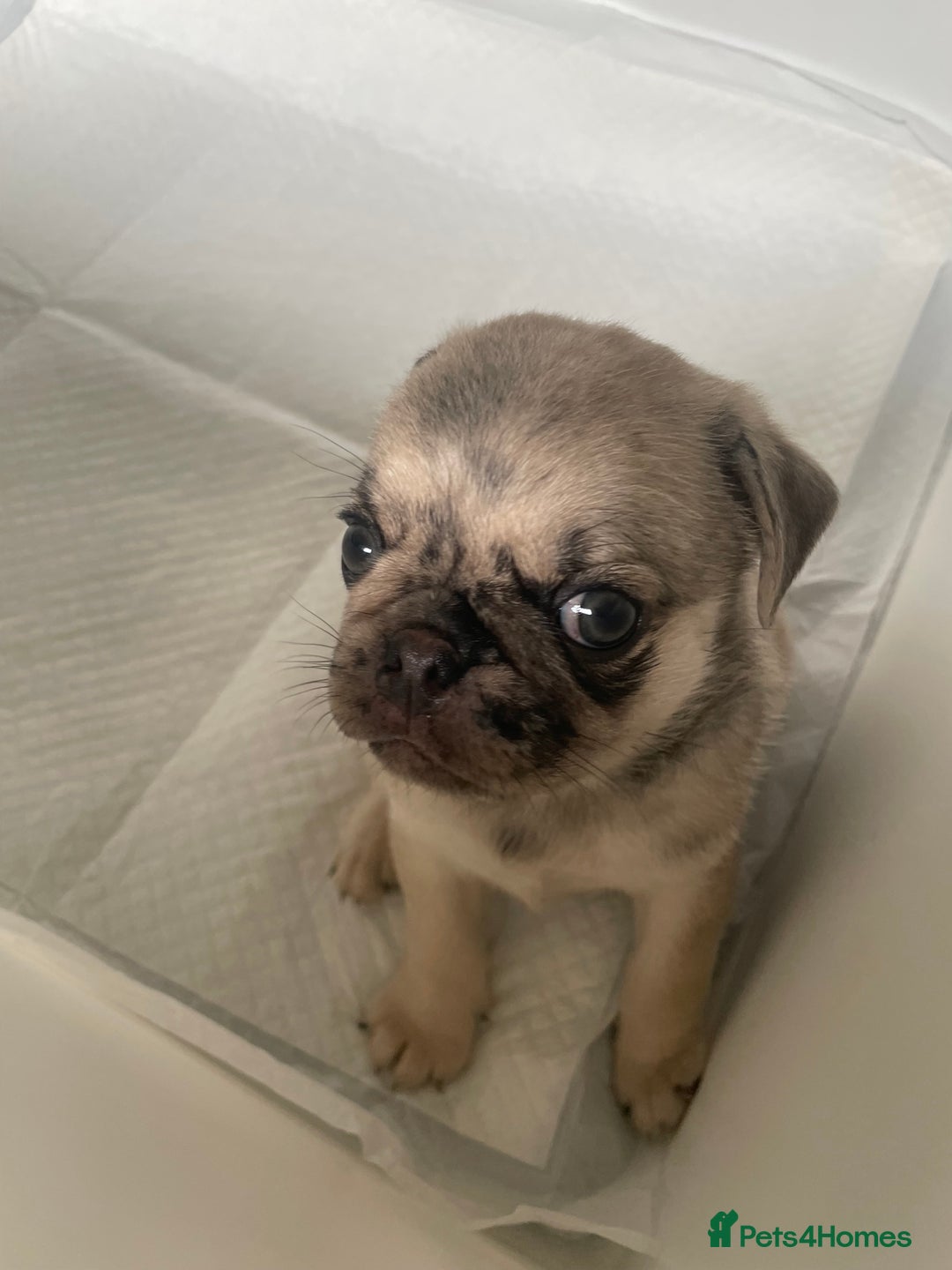 Pug dogs for sale: Pug Puppies  - Image 10