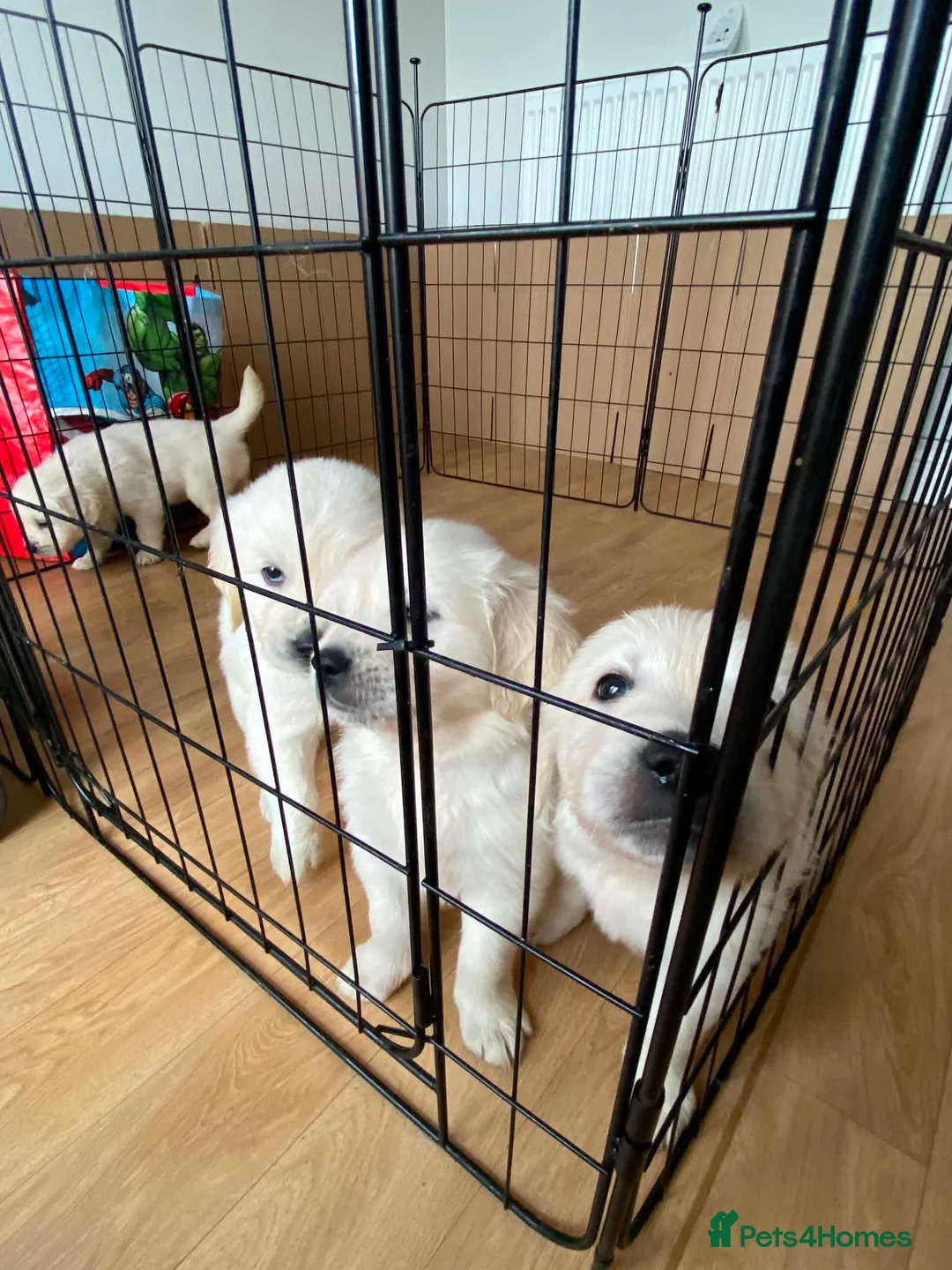 Golden Retriever dogs for sale: Outstanding Show Line KC Golden Retriever Puppies  - Advert 2