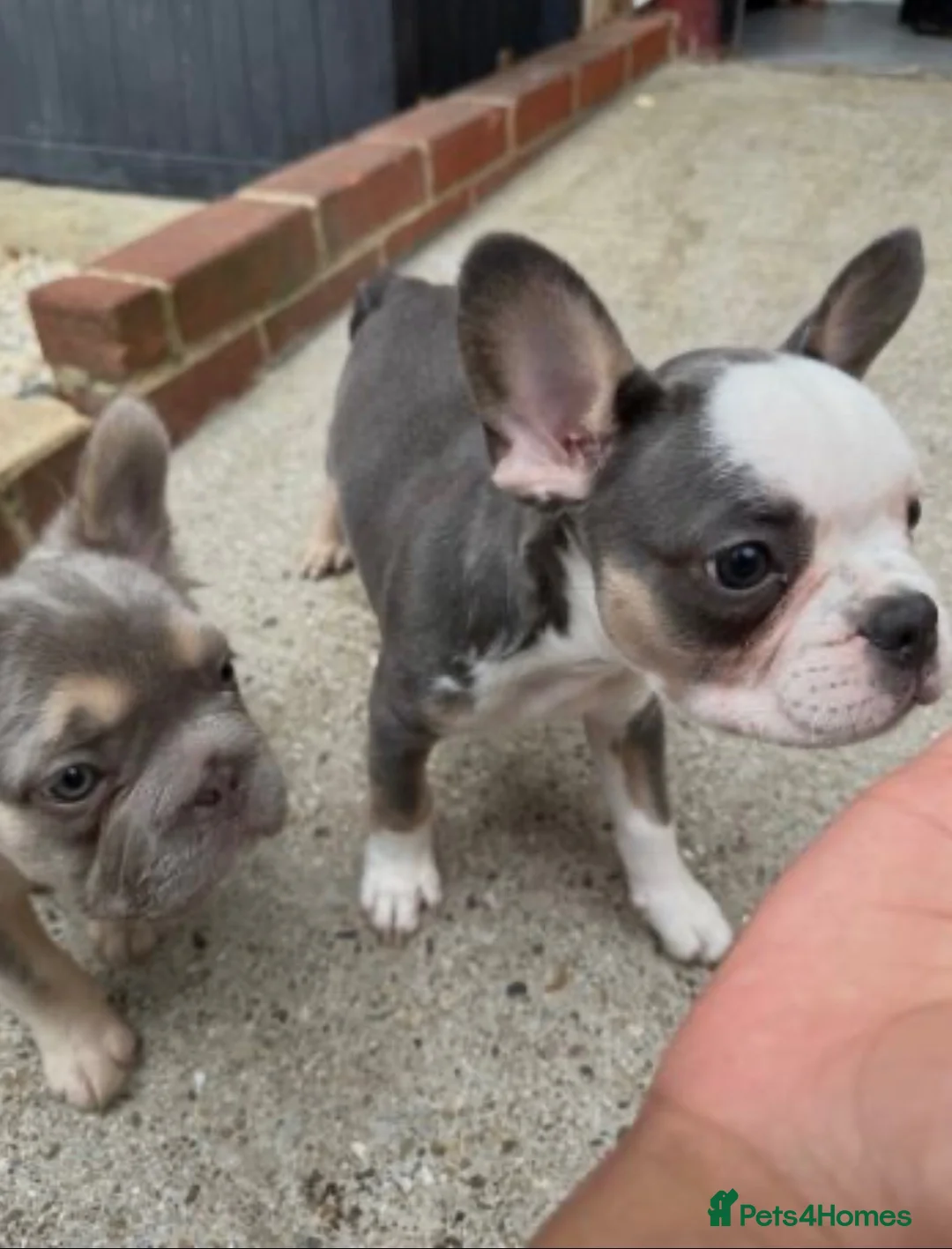 French Bulldog dogs for sale: French fluffy bulldog  - Advert 2