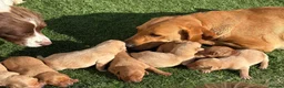 Labrador Retriever dogs for sale: 🐾 8 beautiful Labrador puppies  in Melton Mowbray - Advert 4