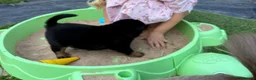 Rottweiler dogs for sale: Beautiful Rottweiler Pups  - Advert 7