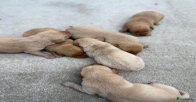 Labrador Retriever dogs - Advert 14