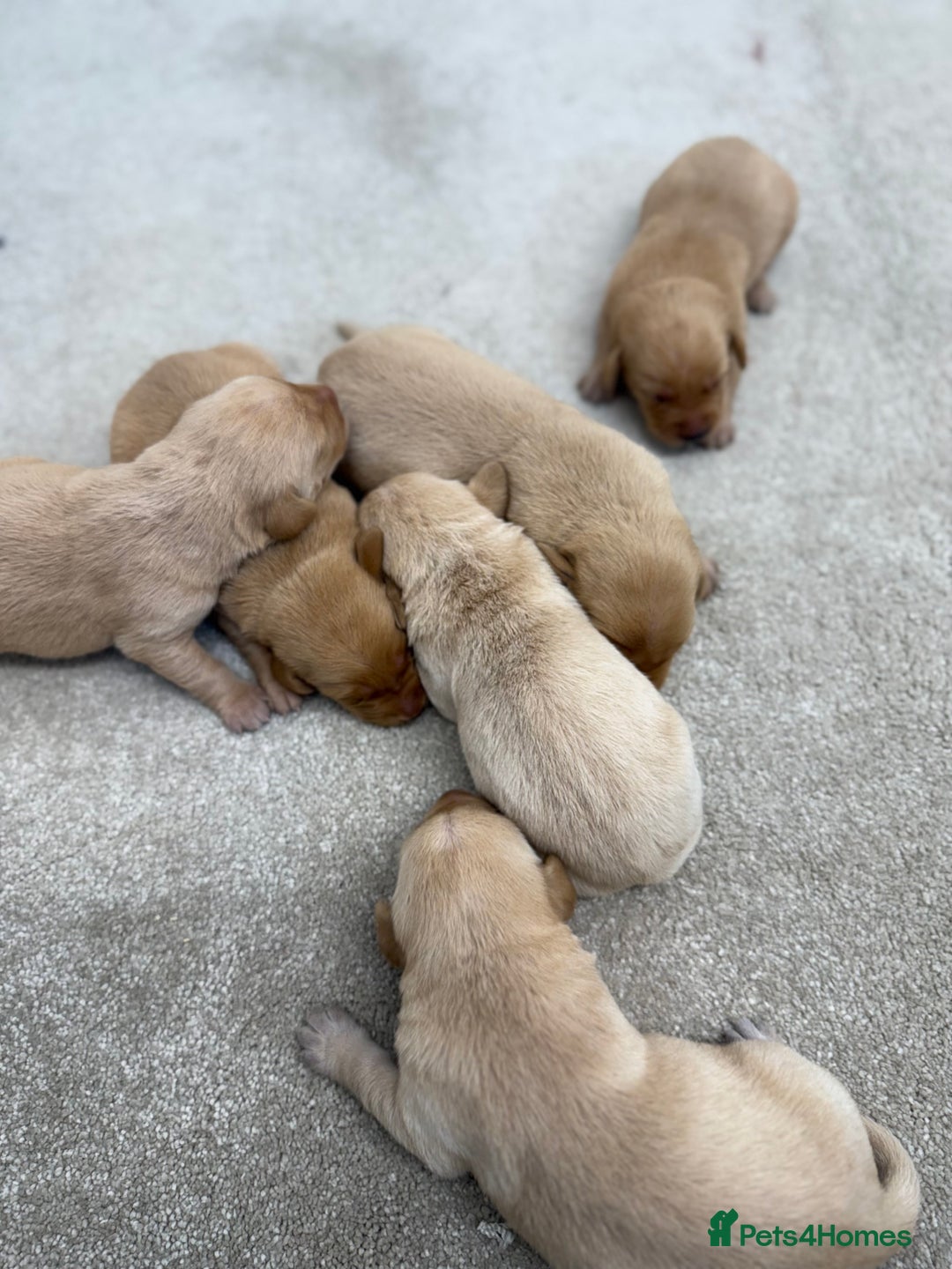 Labrador Retriever dogs for sale: 🐶 Stunning Fox Red & Yellow Labrador Puppies 🐶 - Image 2