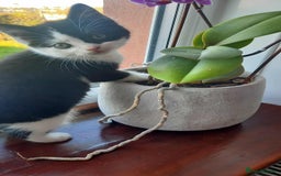 British Shorthair cats for sale: Unexpected Bundle of Joy - Image 7