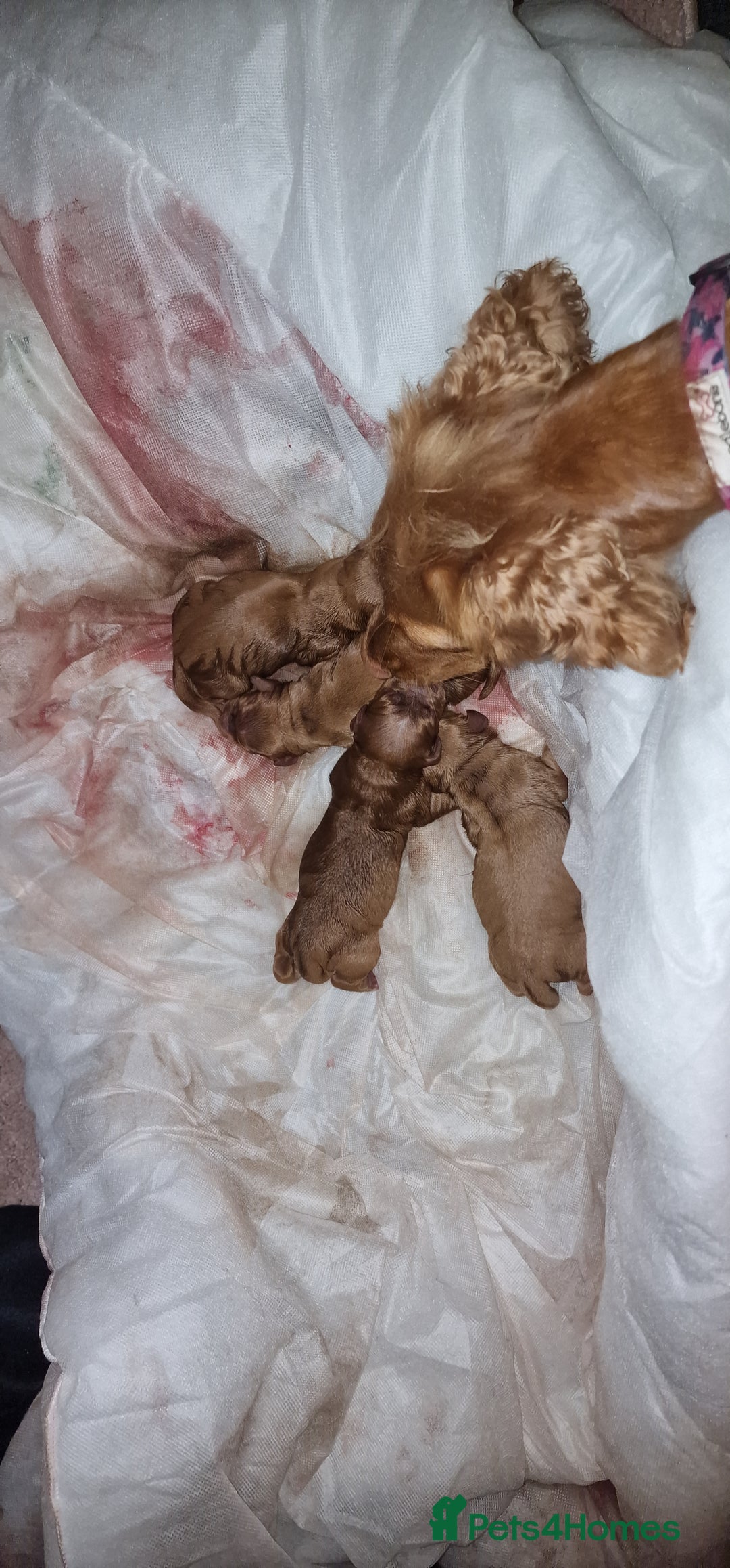 Cocker Spaniel dogs for sale: Cocker spaniel puppies - Image 3