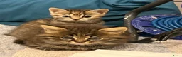 British Shorthair cats for sale: Adorable British Shorthair Kittens - Advert 1