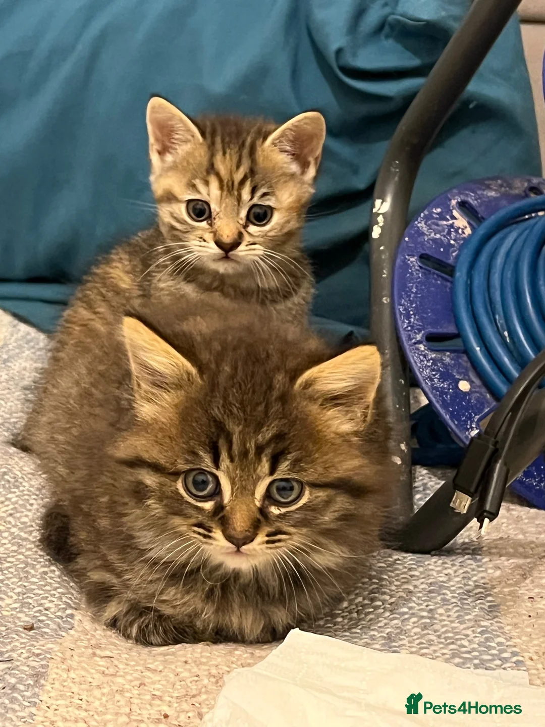 British Shorthair cats for sale: Adorable British Shorthair Kittens - Advert 1