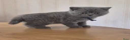 British Shorthair cats for sale: Purebred british shorthair kittens in Wigton - Advert 18