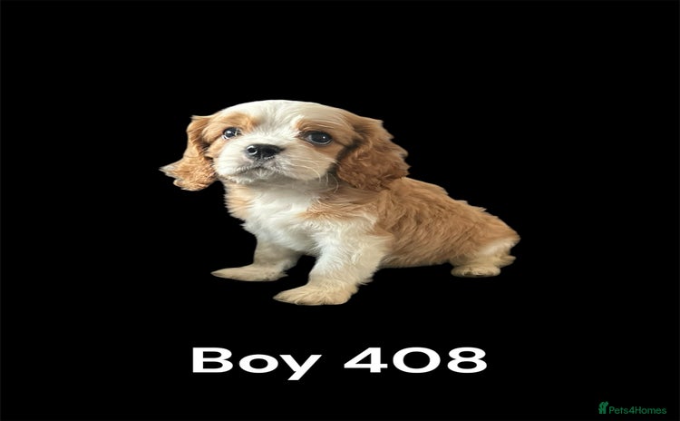Cavalier King Charles Spaniel dogs - Advert 6