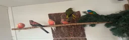 Mixed Breed birds for sale: Mixed Aviary Birds - Advert 3