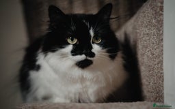British Longhair cats for sale: Meet Tinca - Image 18