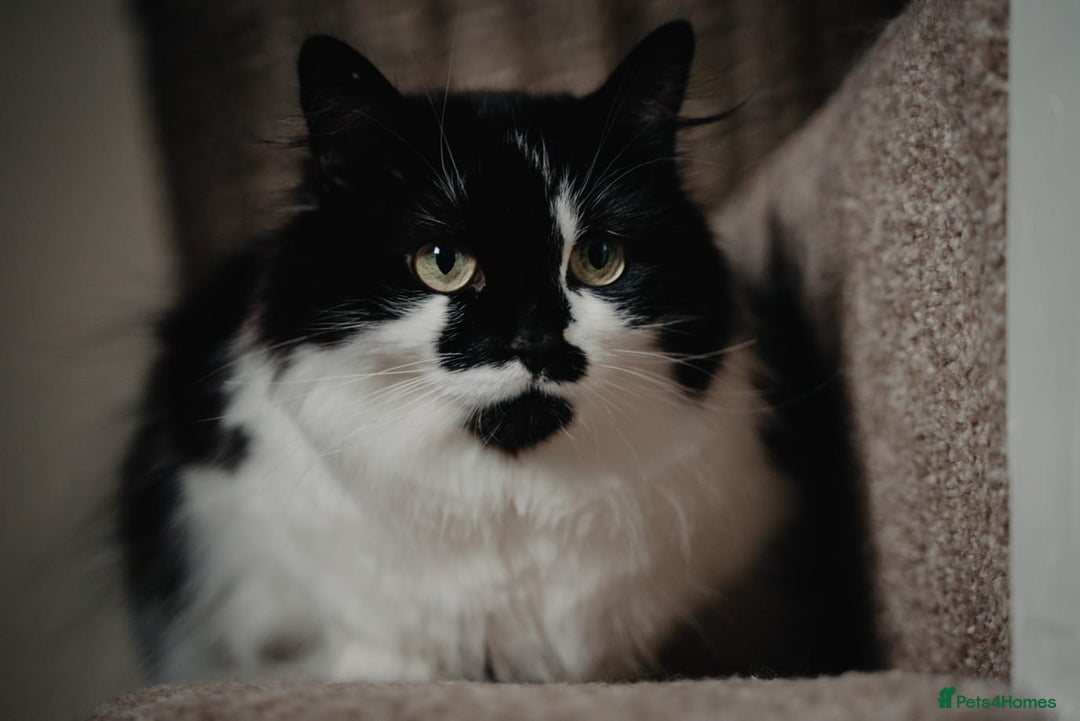 British Longhair cats for sale: Meet Tinca - Image 18