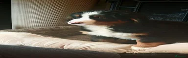 Bernese Mountain Dog 1