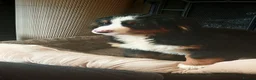 Bernese Mountain Dog dogs for sale: READY NOW Last female KC Bernese puppy  - Advert 3