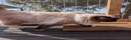 Ragdoll cats for stud: Ready for Srud - Advert 3