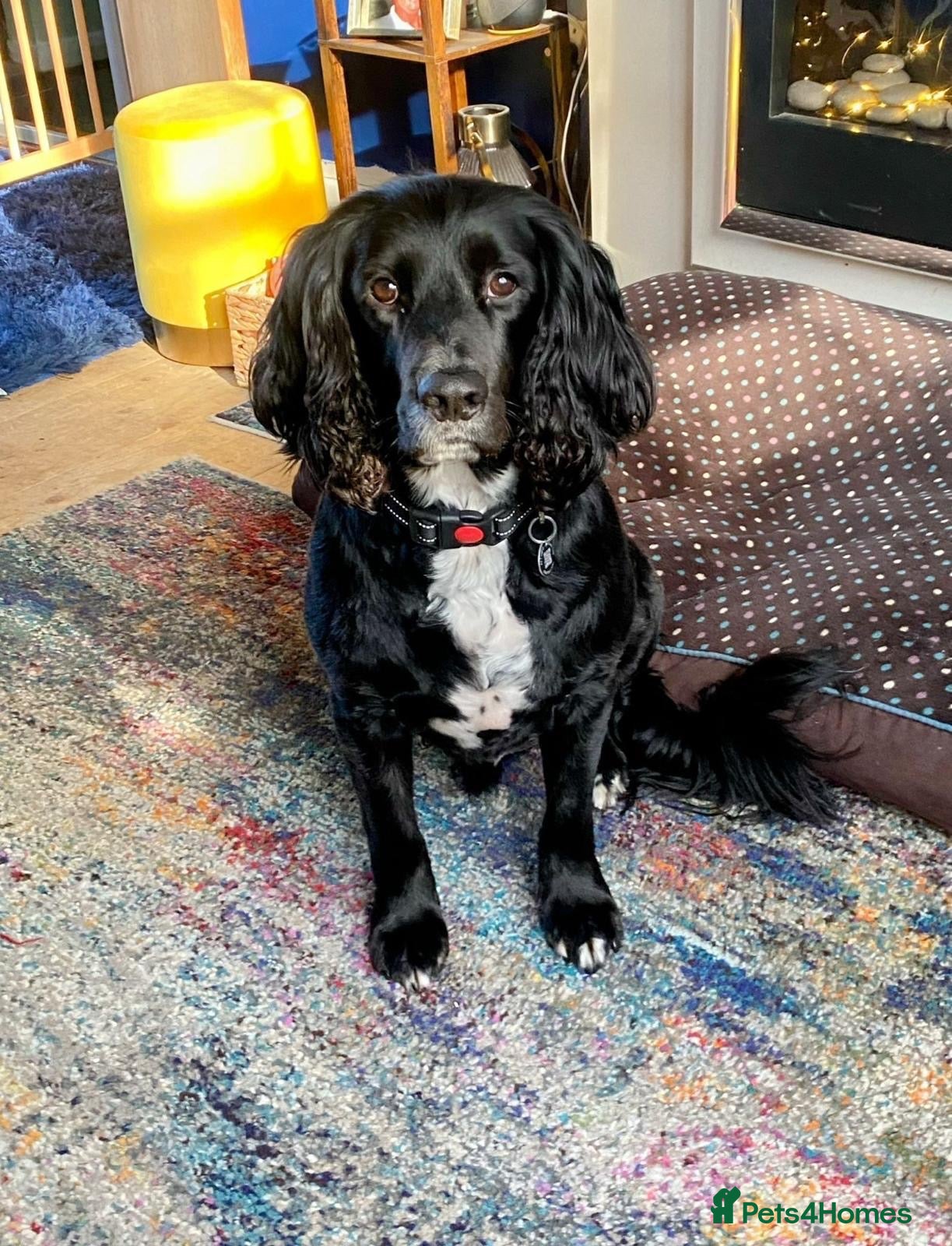 Sprocker dogs for sale: Male Sprocker - Advert 3