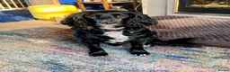 Sprocker dogs for sale: Male Sprocker in Sheffield - Advert 1