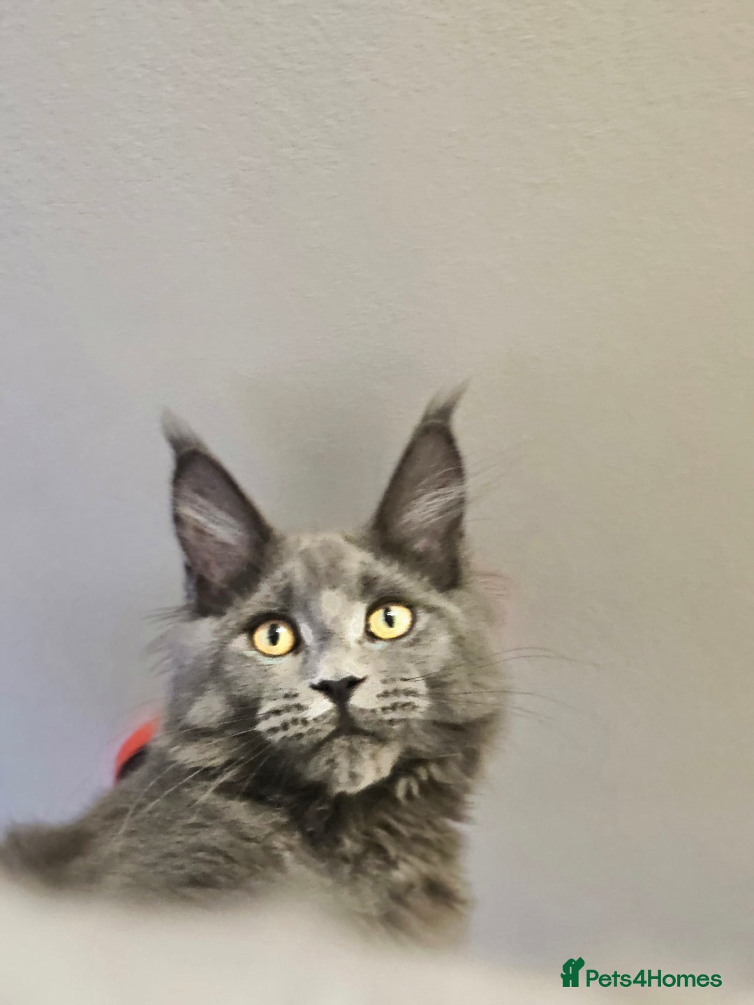 Maine Coon cats for sale: 🔥*Stunning Litter of 8💎Solid Blue Maine Coon*🔥  - Image 35