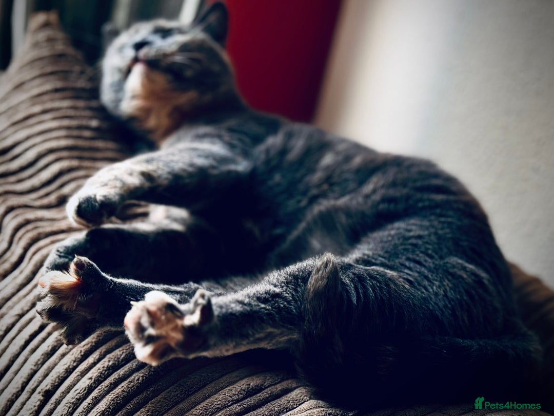 Mixed Breed cats for sale: Beautiful Layla needs a new family - Advert 8