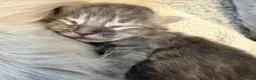 Maine Coon cats for sale:     Stunning Maine Coon x Ragdoll Kittens  - Advert 18