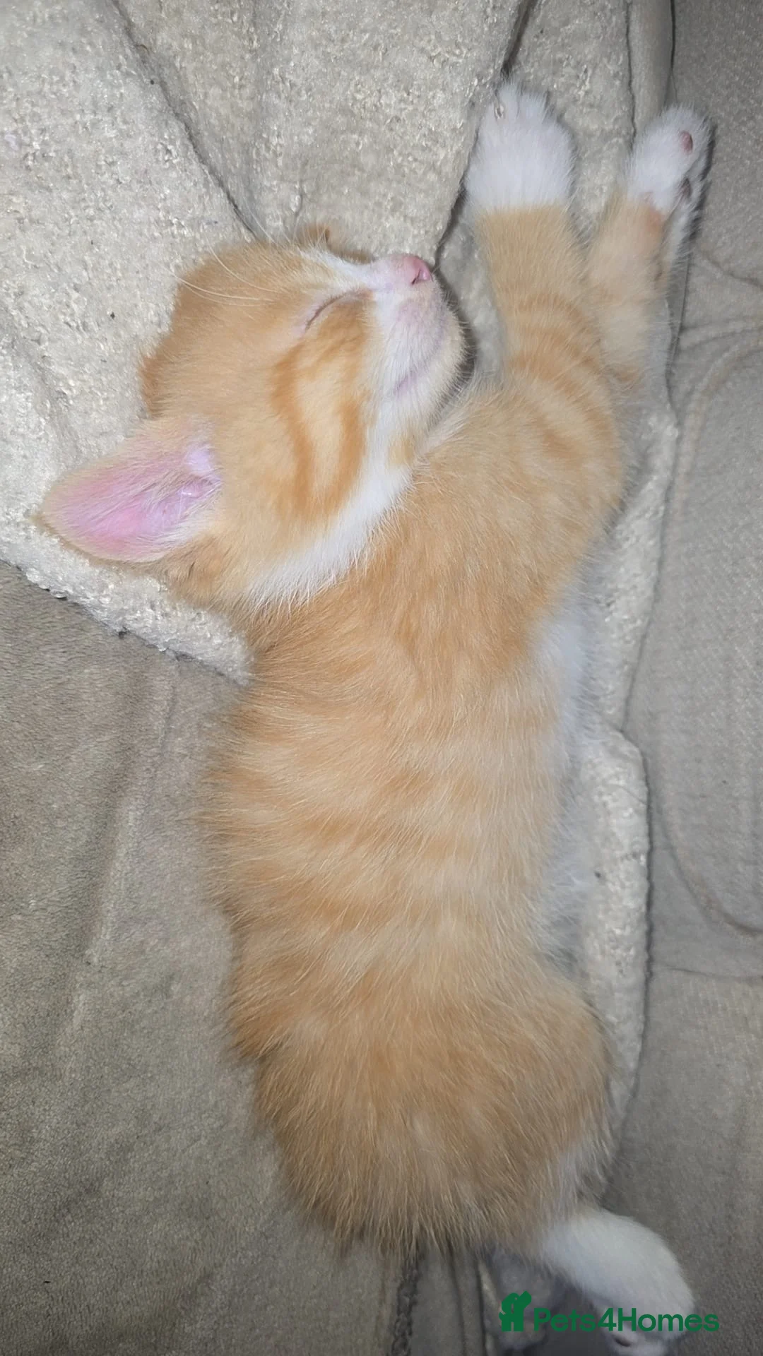 Mixed Breed cats for sale: Mixed kittens for sale  in Bilston - Advert 2
