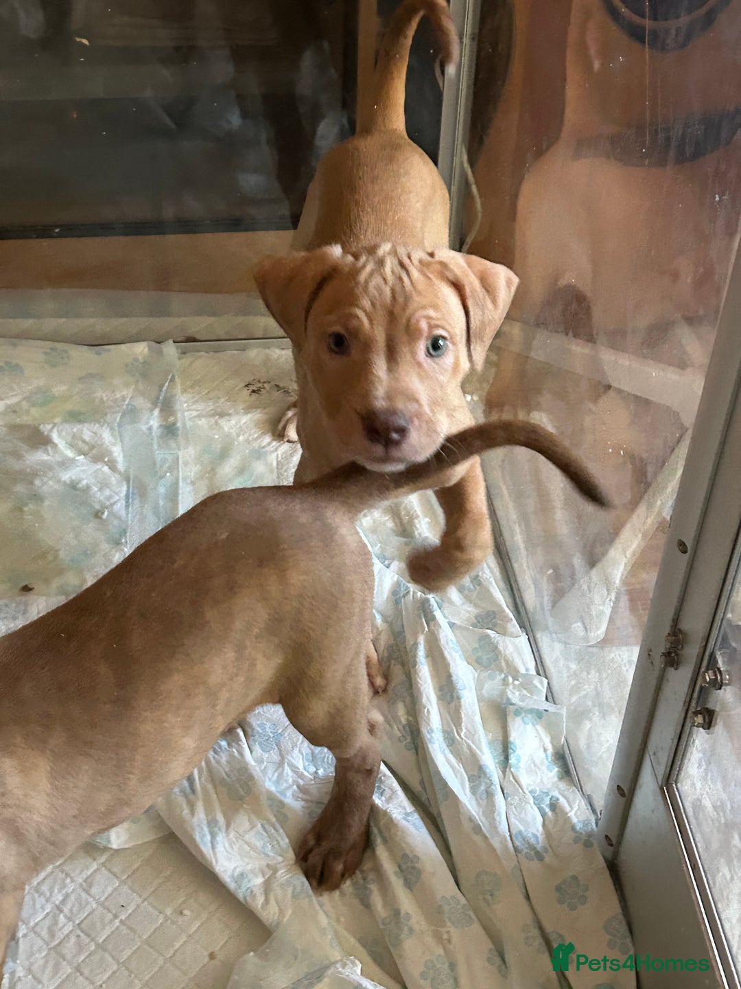 Mastiff dogs for sale: Mastiff X Pups - Image 4