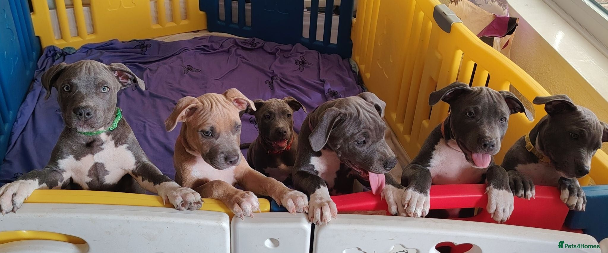 Staffordshire Bull Terrier dogs American Staffordshire terrier.ready to leave!!!  - Advert 1
