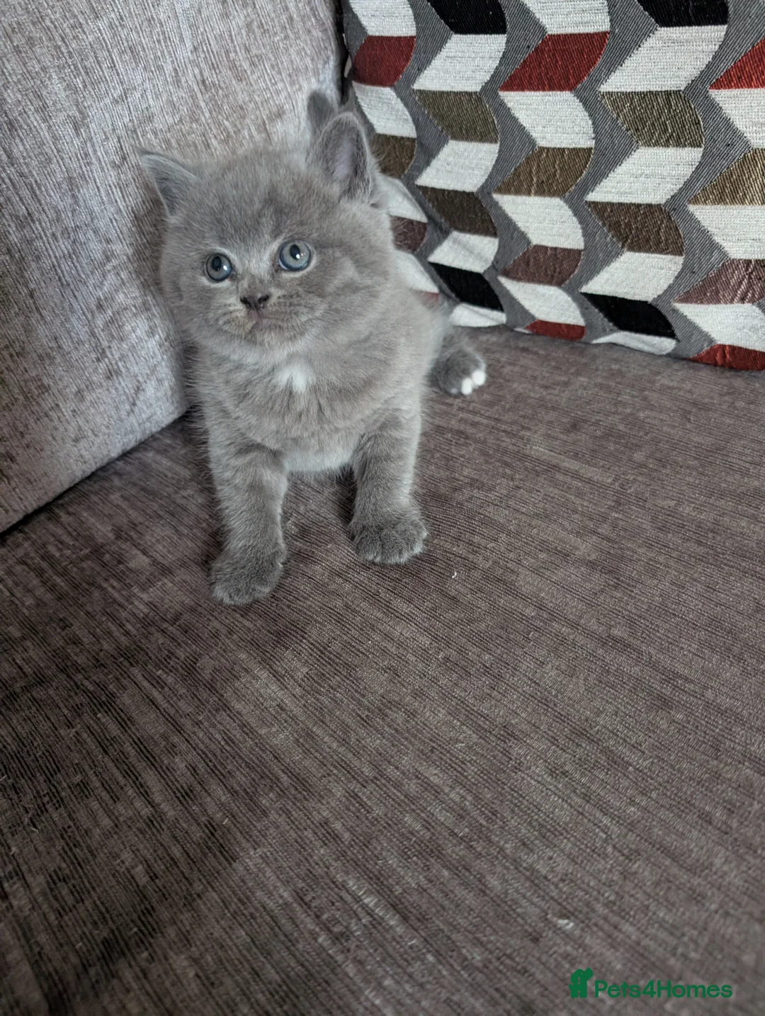 British Shorthair cats for sale:  2 Males British short hair  - Advert 2