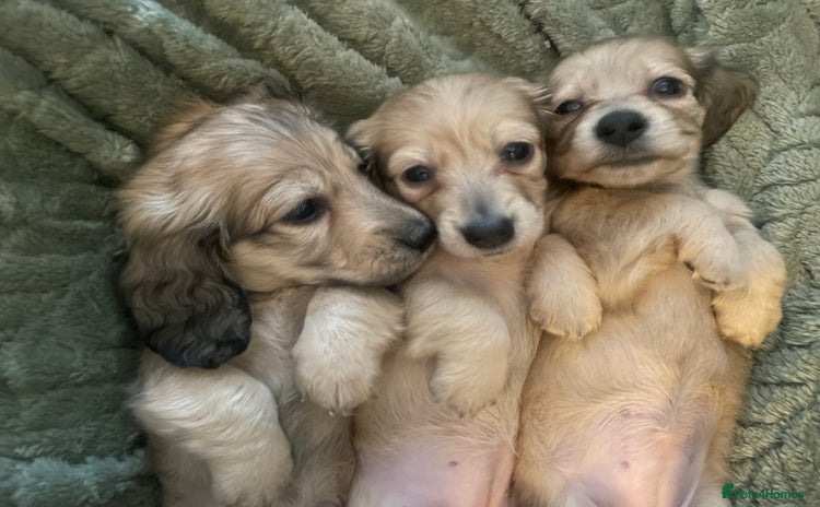 Miniature Dachshund dogs - Advert 2