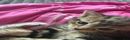 Mixed Breed cats for sale: Beautiful boy kittens  in Kilmarnock - Advert 16