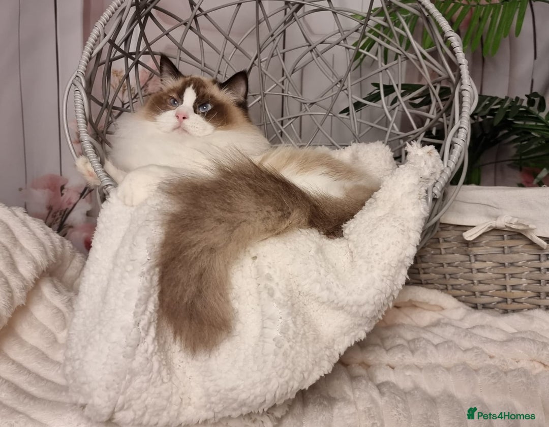 Ragdoll cats for sale: Quality Tica reg Ragdoll kittens  - Advert 18