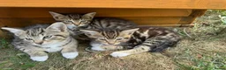 Mixed Breed cats for sale: Three beautiful kittens  - Advert 16