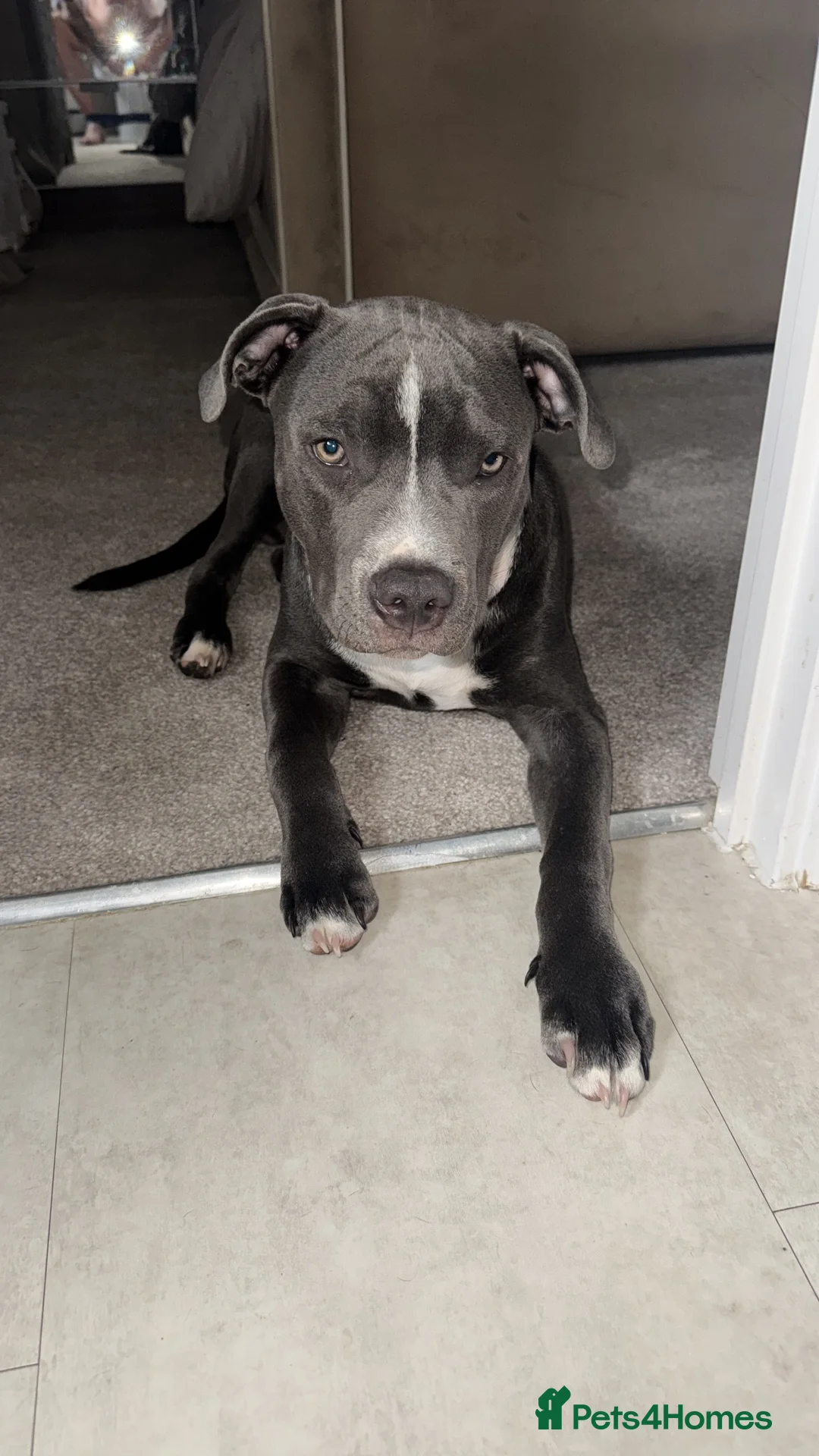 Staffordshire Bull Terrier dogs for sale: Blue Staffie 5 month old - Advert 2