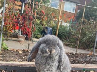 French Lop rabbits - Advert 3
