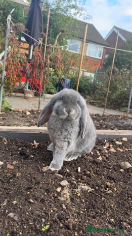 French Lop rabbits - Advert 2