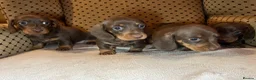 Dachshund dogs for sale: 4 beautiful miniature Dachshund  in Longfield - Advert 12