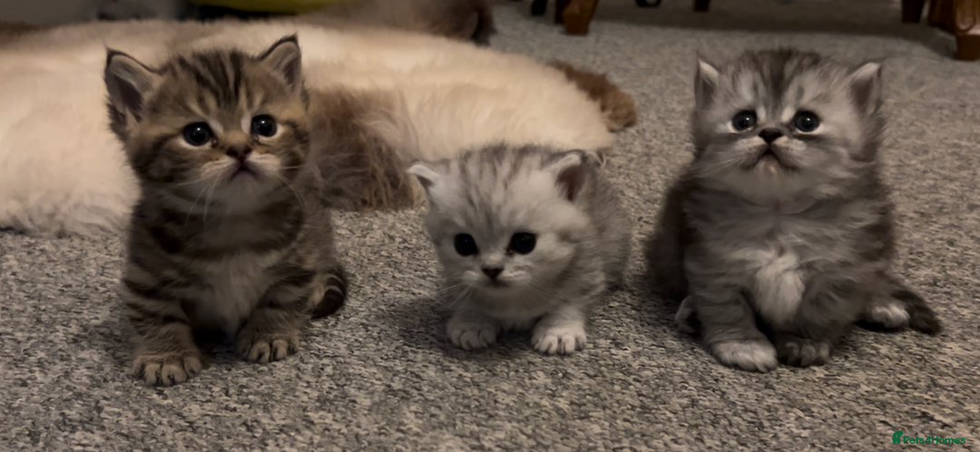 Munchkin cats for sale: A very SPECIAL litter of Munchkins Kittens  - Image 20