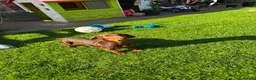 Miniature Dachshund dogs for sale: Miniature dachshund  - Advert 3