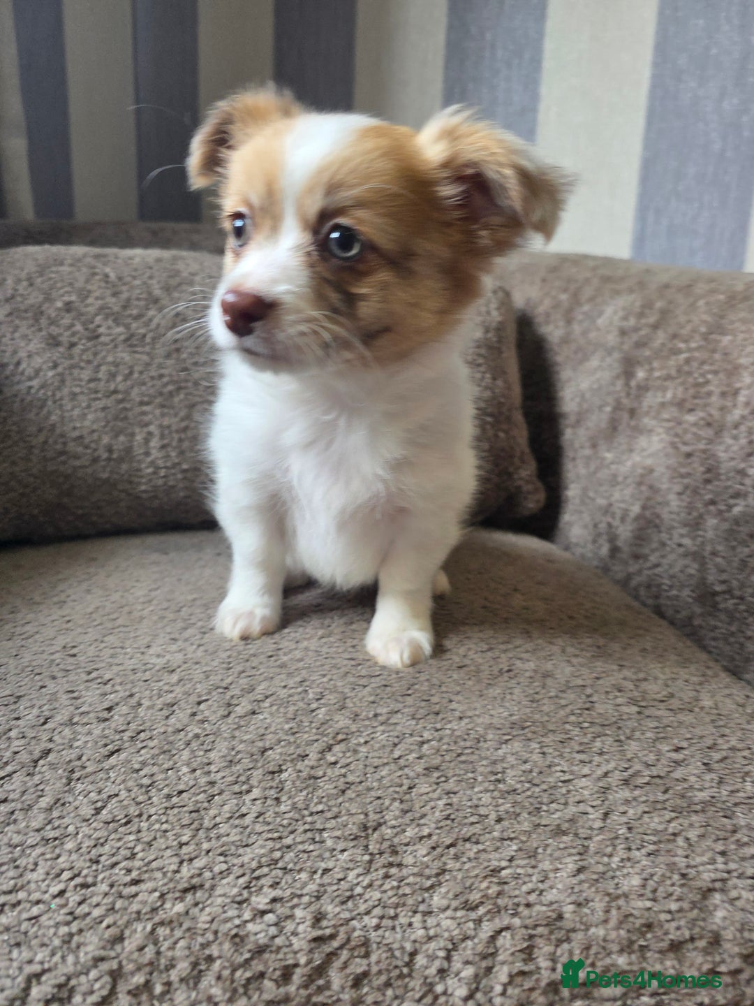 Pomchi dogs for sale: Last remaining Pomchi boy. - Advert 6