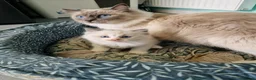 Ragdoll cats for sale: Ragdoll - Advert 22