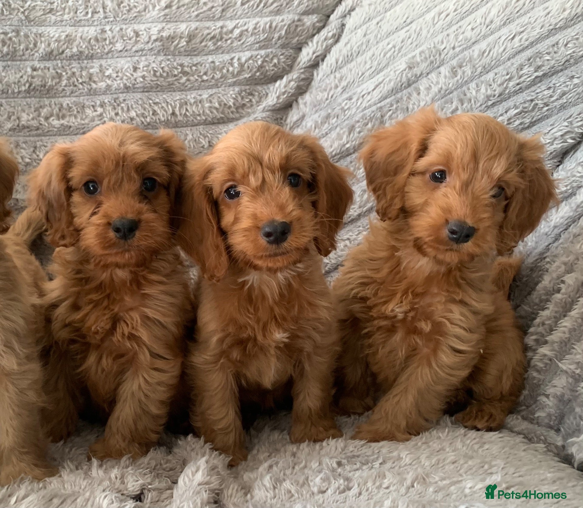 Cockapoo dogs Stunning red cockapoo puppies  - Advert 2