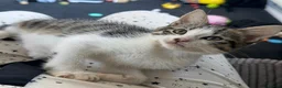 Mixed Breed cats for sale: Tabby kitten  - Advert 15
