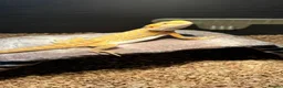 Bearded Dragon reptiles for sale: Full set up bearded dragon  in Abertillery - Advert 2