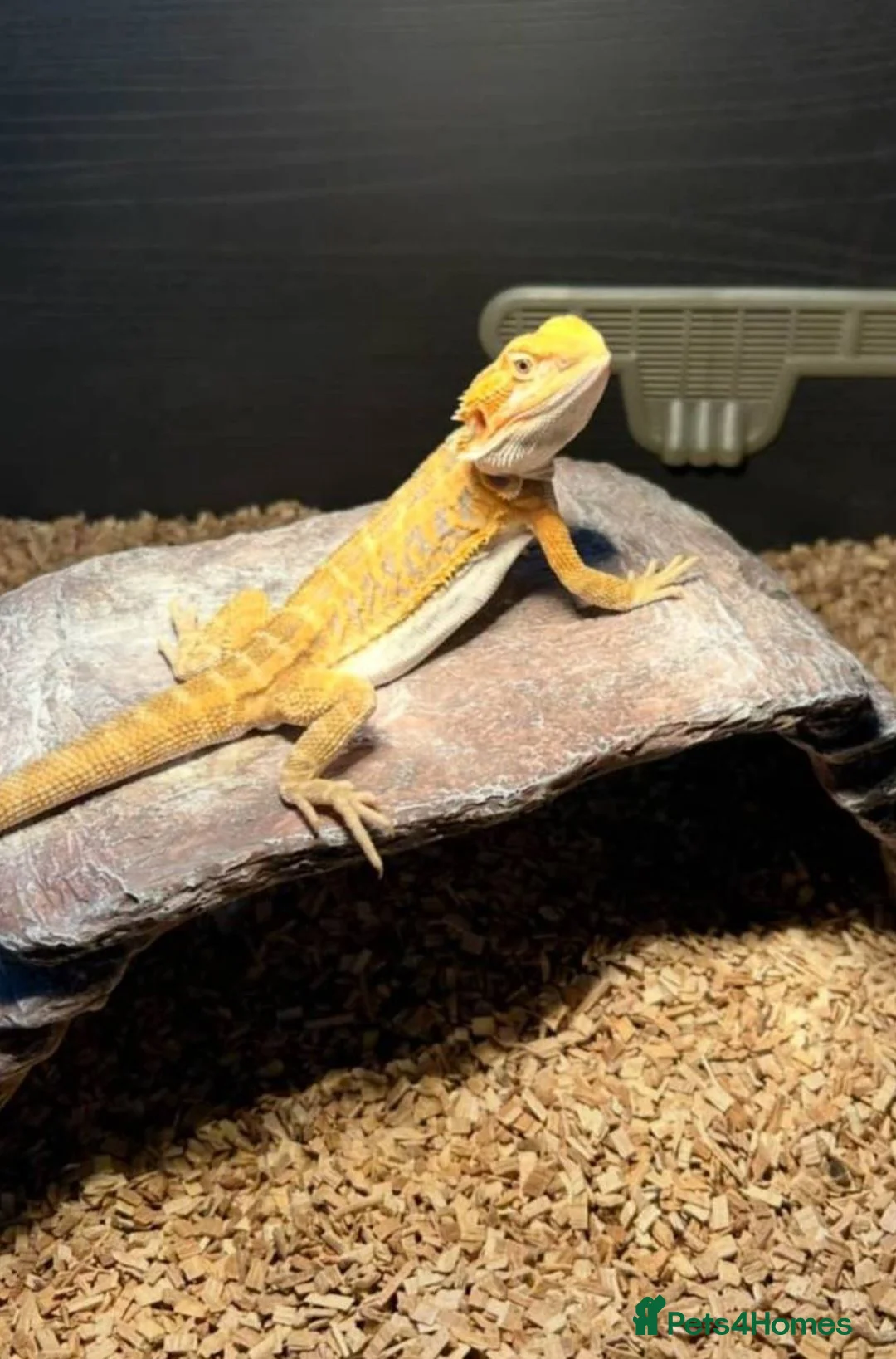 Bearded Dragon reptiles for sale: Full set up bearded dragon  in Abertillery - Advert 2