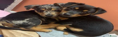 Black & Tan Boy 