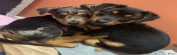 Jack Russell dogs for sale: 🐾1 Merle Jack Russell Girl & 1 black & tan boy  - Advert 4