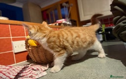 Mixed Breed cats for sale: A BOY AND A GIRL, READY NOW  - Image 7